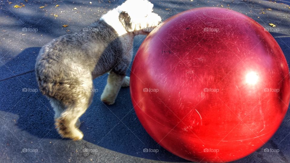 Big Fluffy Dog