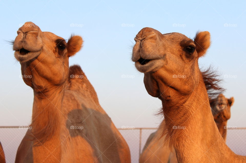 Camels