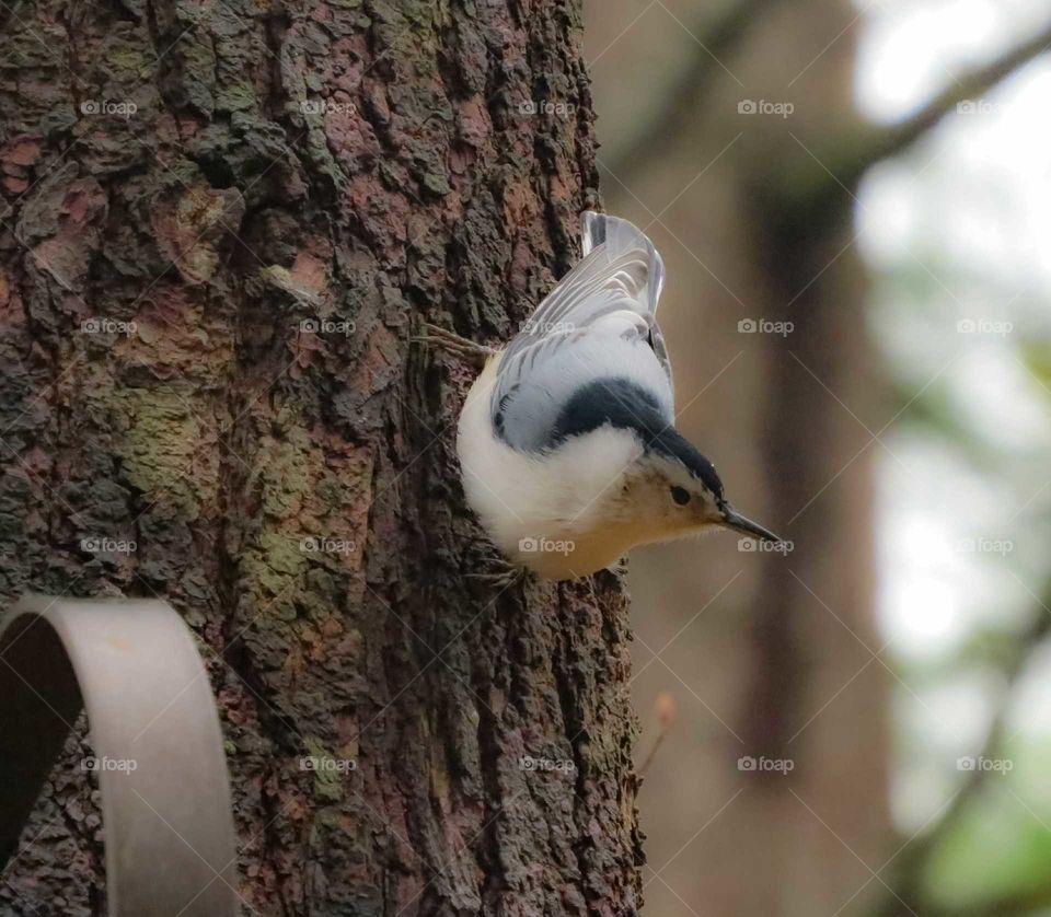 Nuthatch always upside down