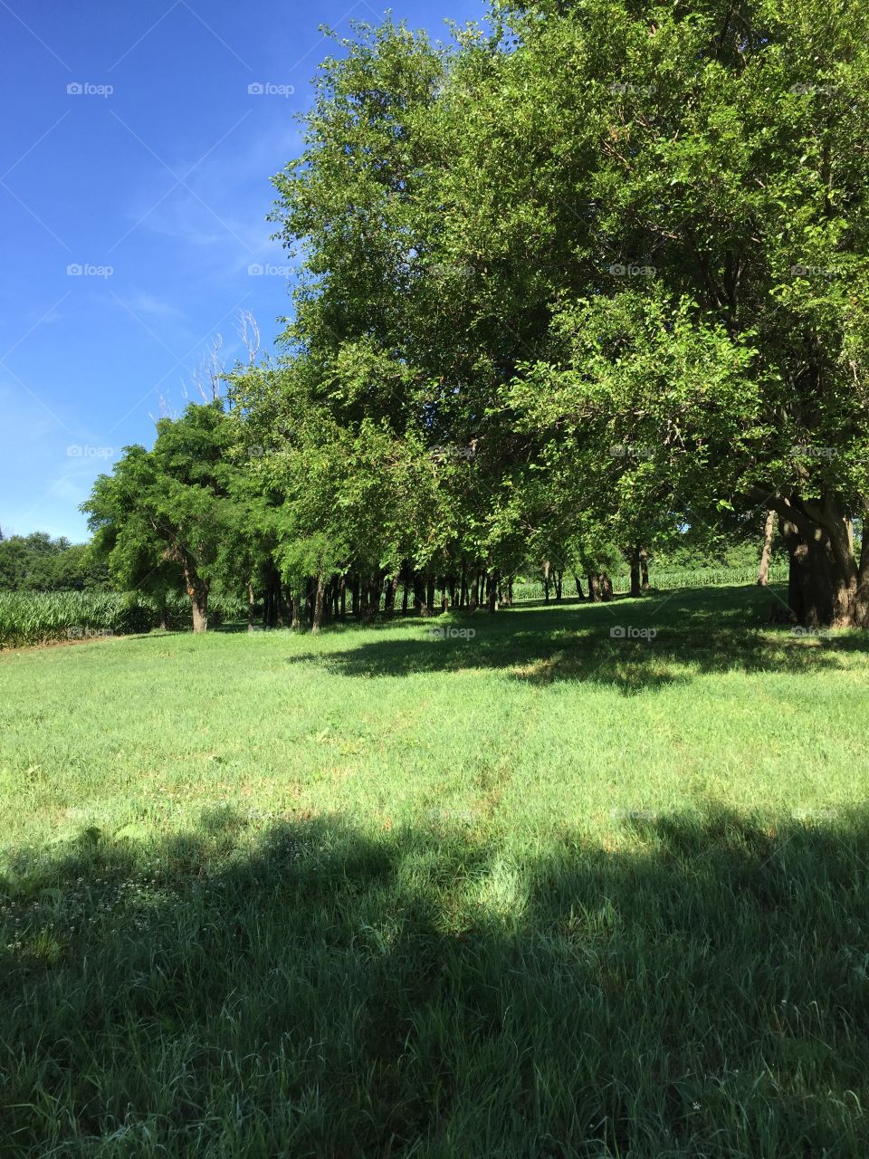 Pretty Pasture