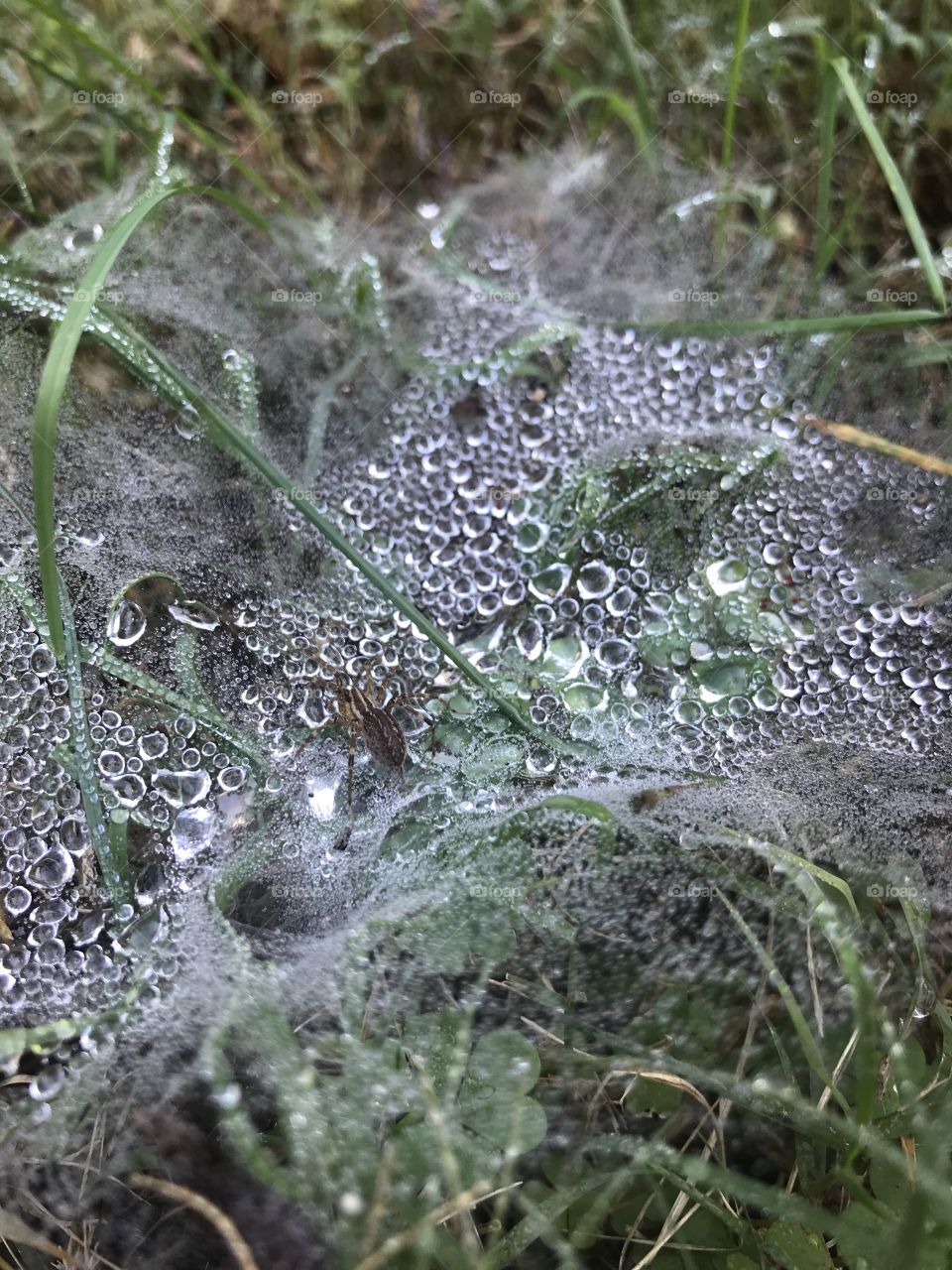 A small spider guards his dew covered web