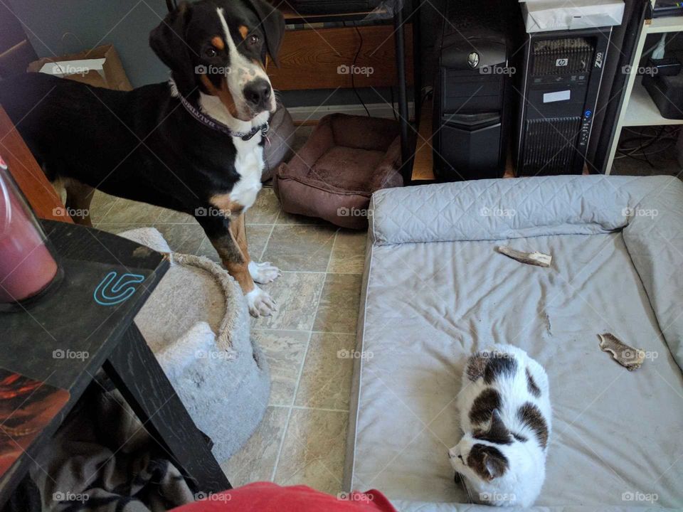 cat on dog bed