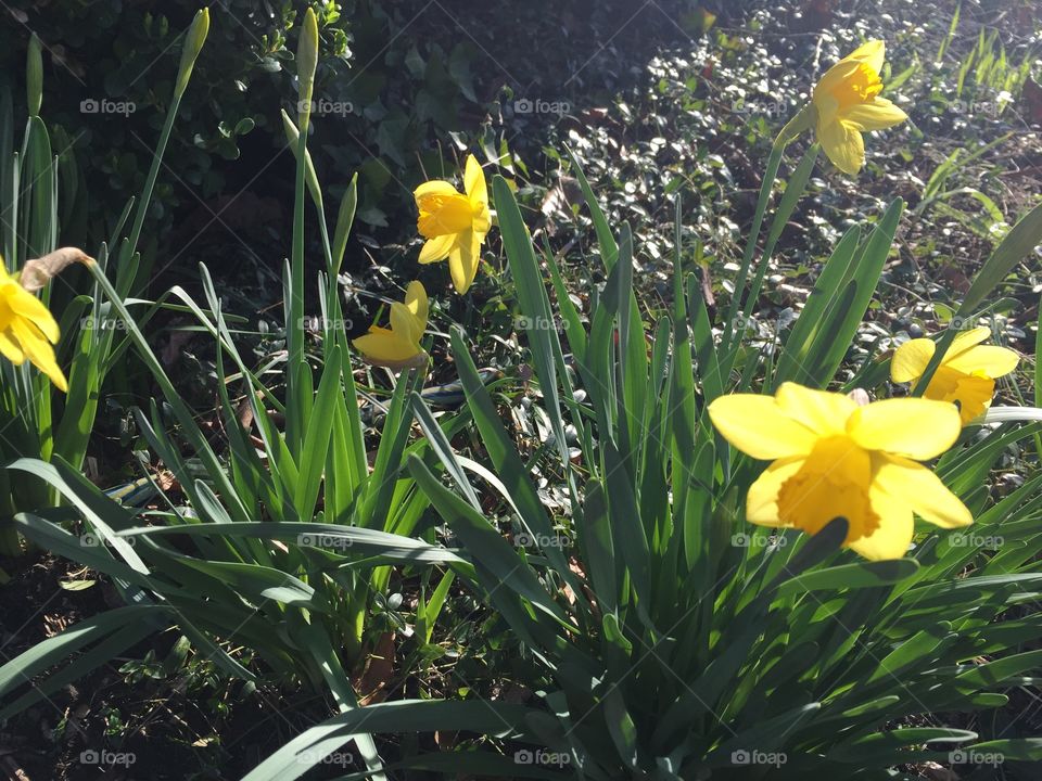 Yellow daffodils in my garden.