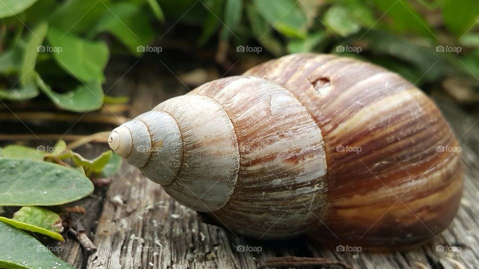 shell of snail