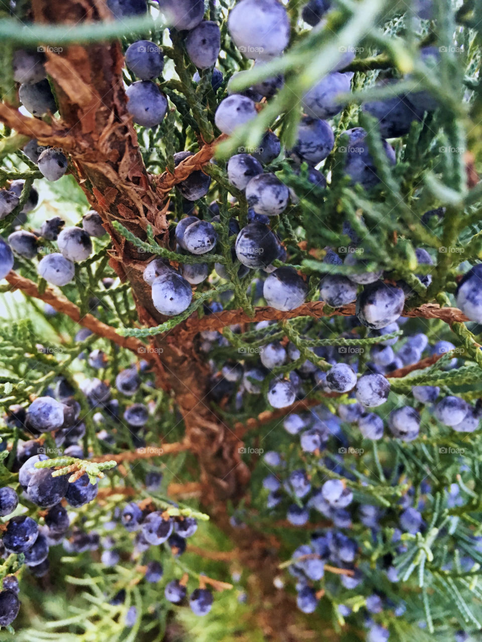 Clusters of beautiful blue berries on the underside of a branch of a juniper shrub. 