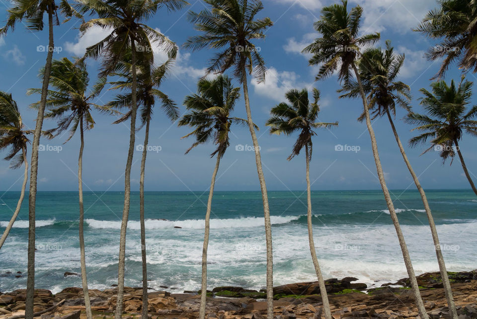 beach ocean sky palm by vidu