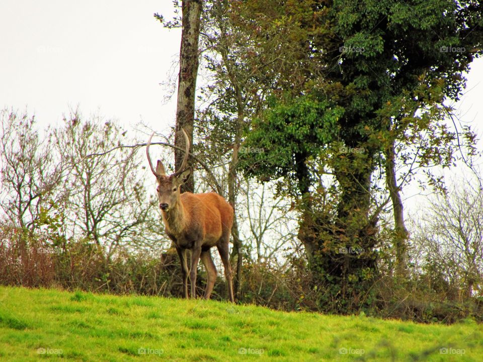 Red deer keeping watch, protecting his herd, on Exmoor