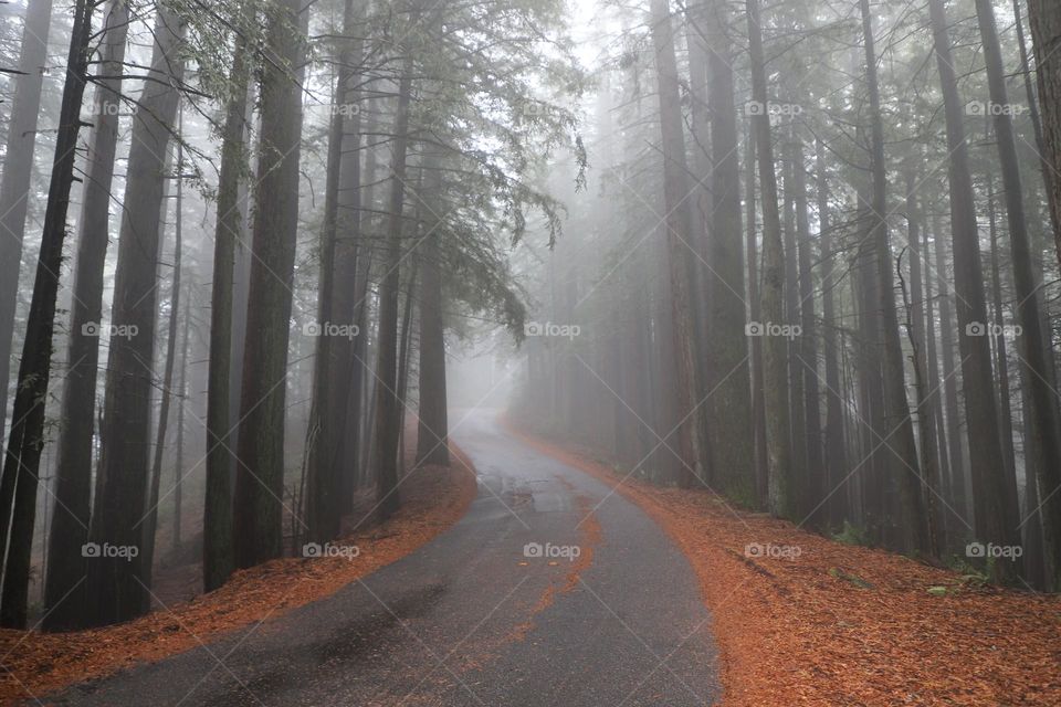 Road into the woods in autumn 