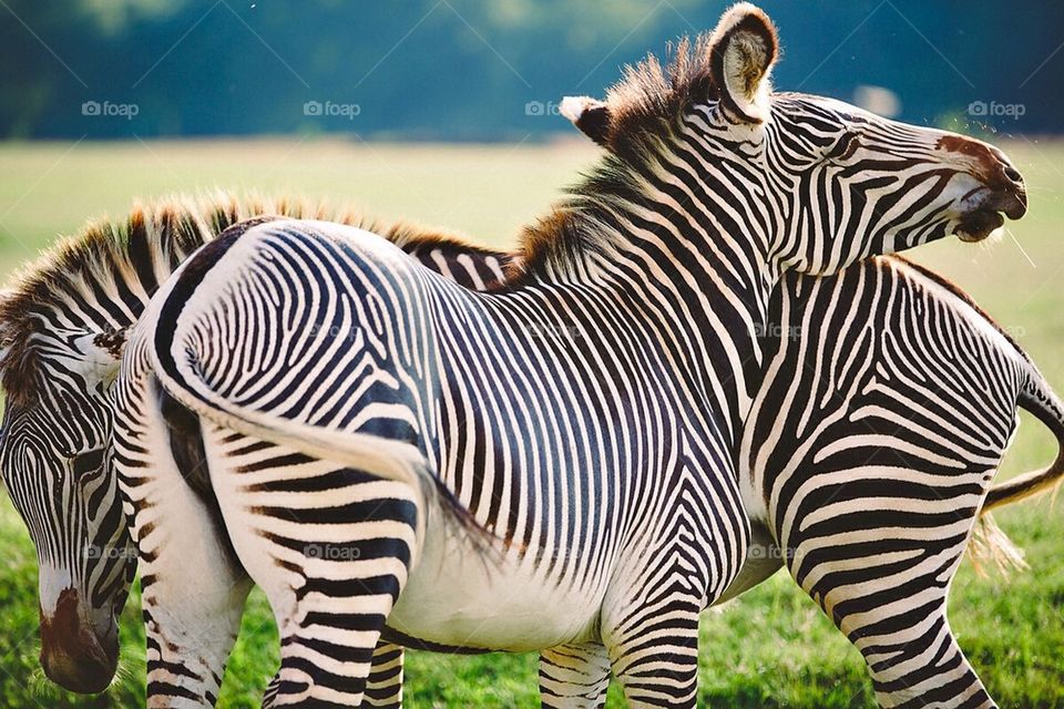 Zebra buddies