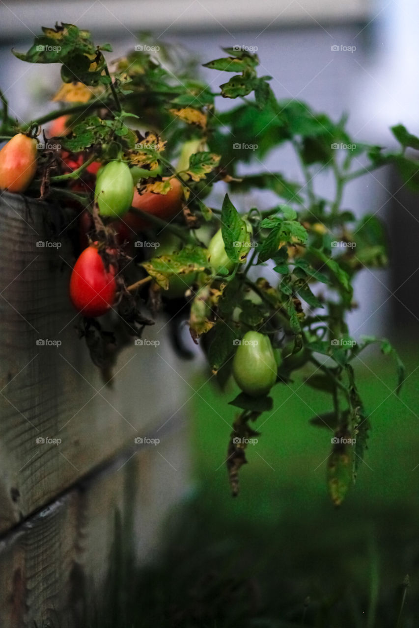 Tomato’s from my garden in upstate New York 