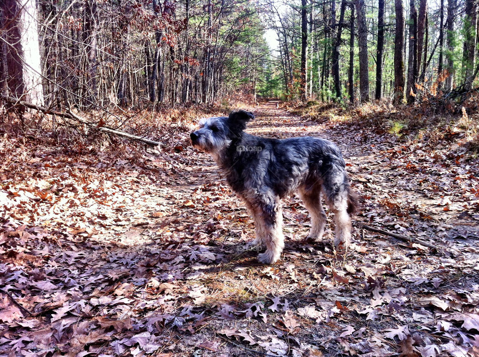 northern michigan dog forest woods by serenitykennedy