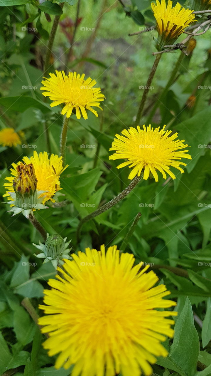 yellow dandelions