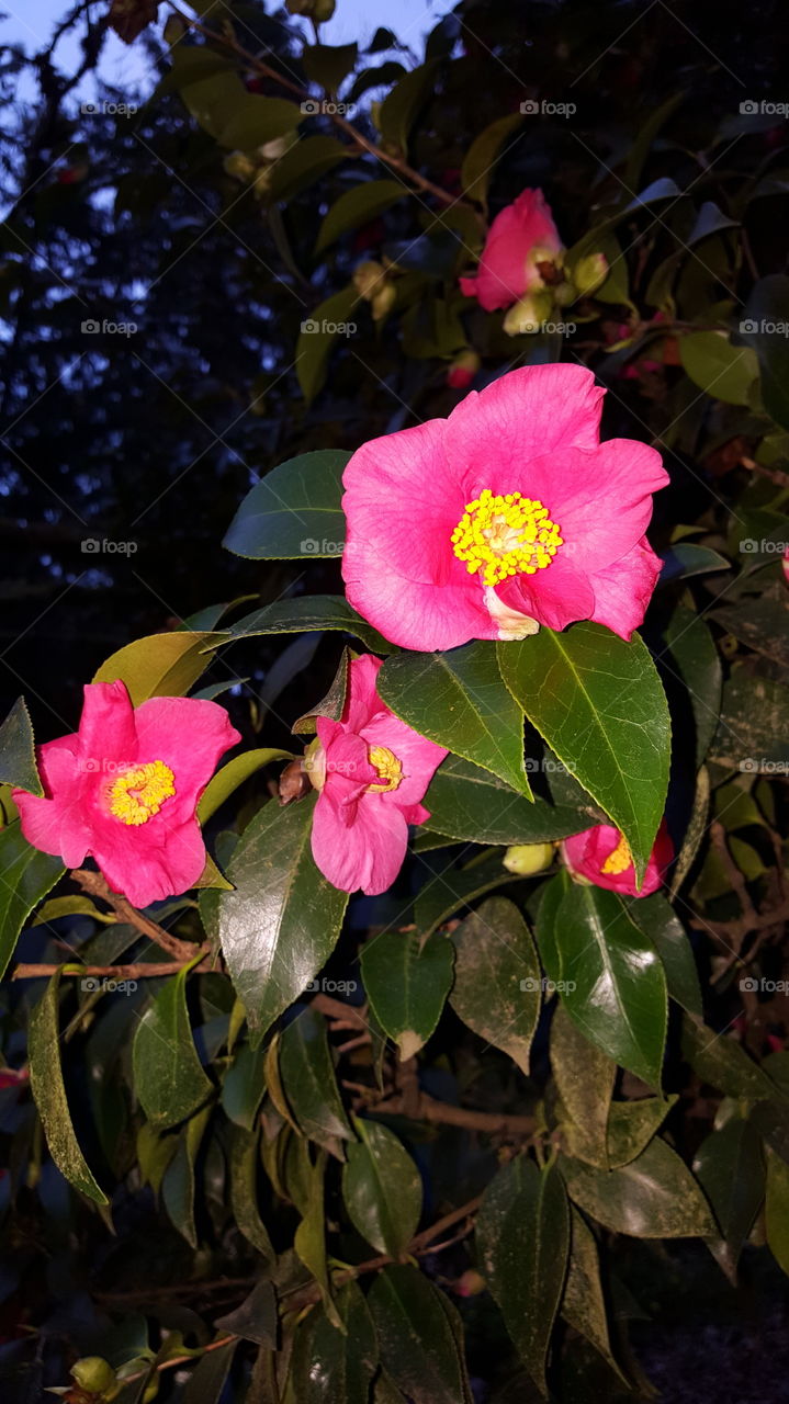 pink flowers