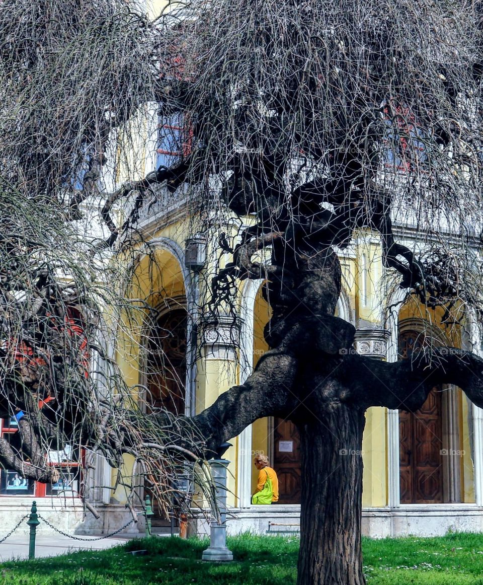 The Crazy Cool Tree 🌳