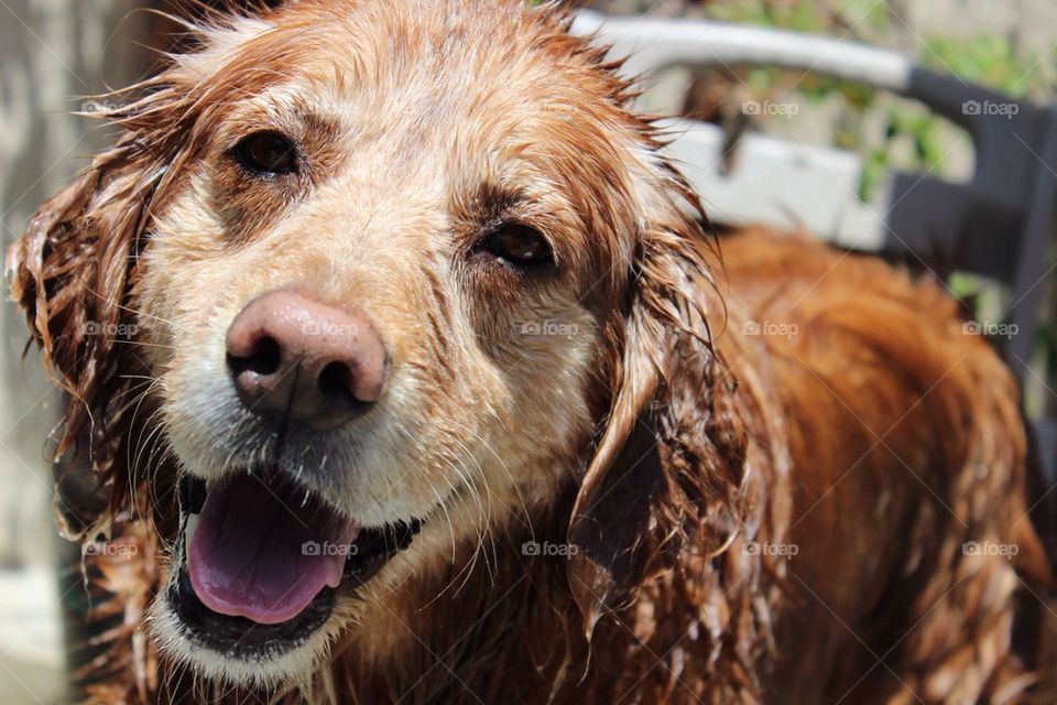 Happy Wet Dog