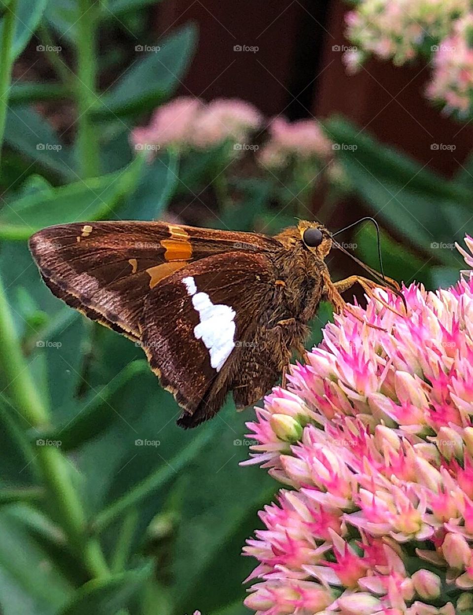 Butterflies Painted lady butterfly and sedum flowers 