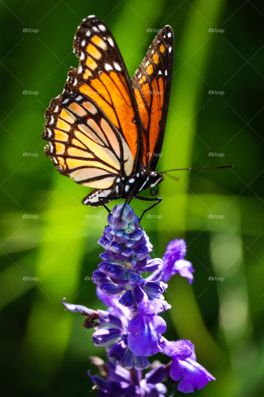 Monarch butterfly on a purple flower, vertical capture