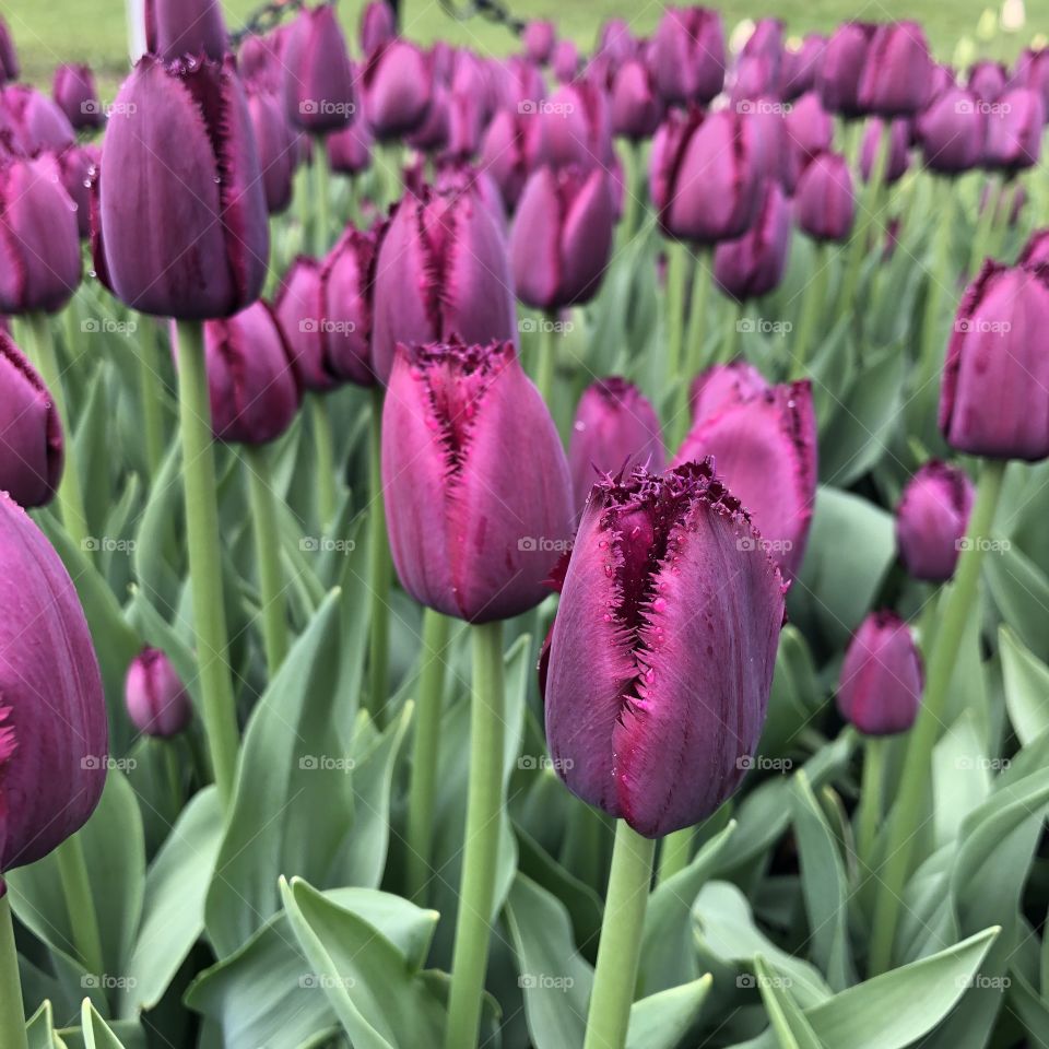 Tulips in Albany, New York