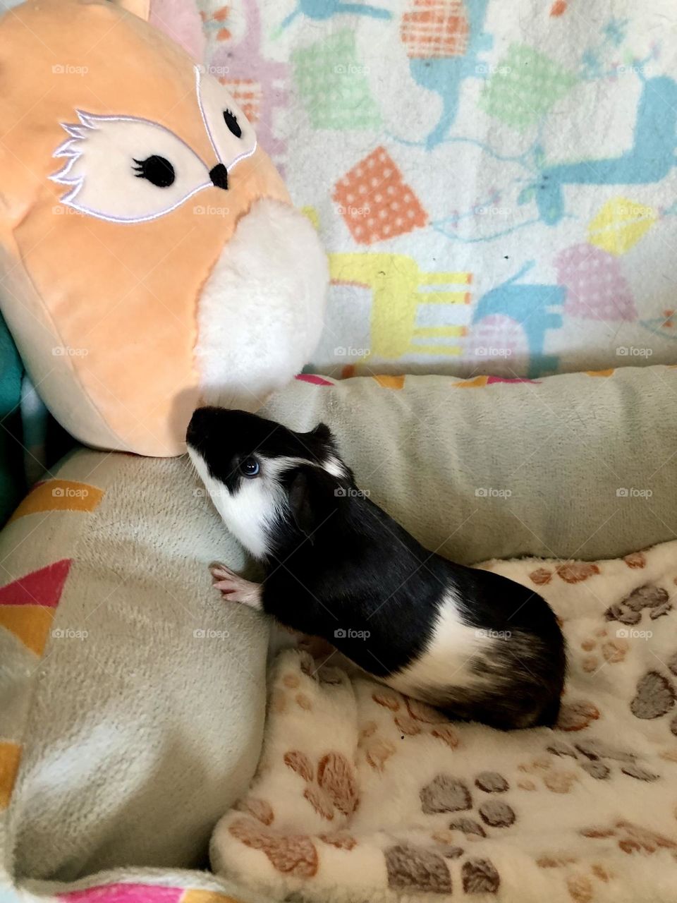 Jake is checking out the new toys ; little boy Guinea pig 