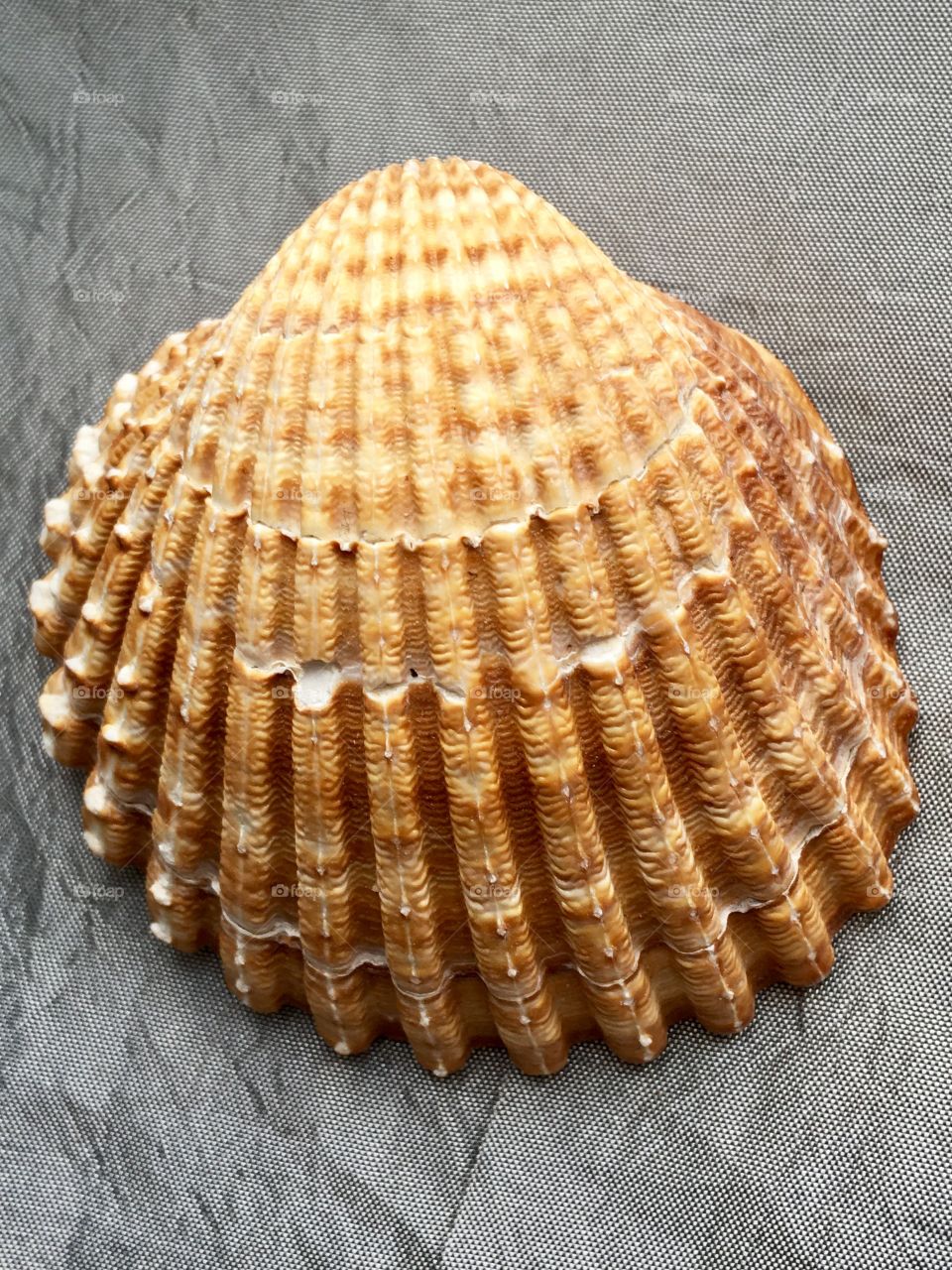 Big shell 