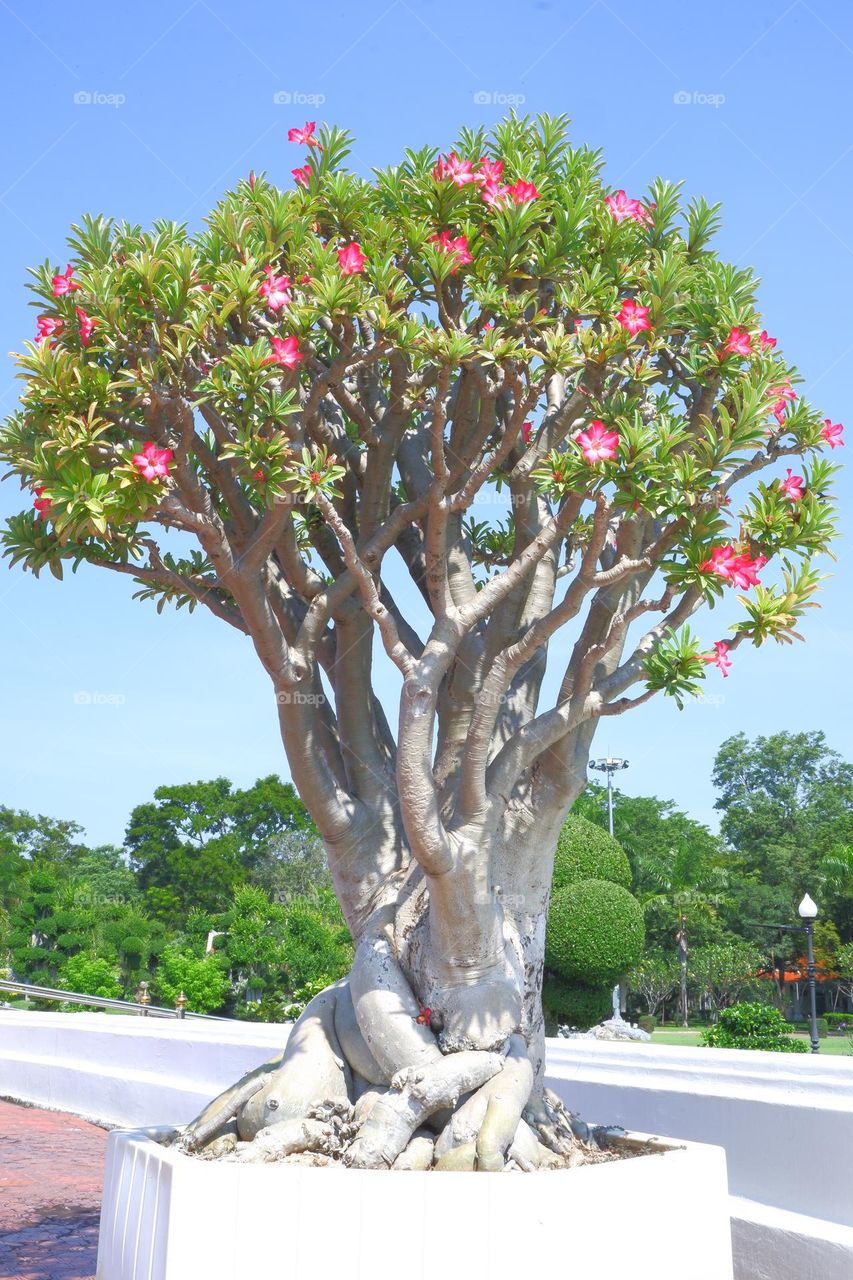bonsai with branches and stems in a plant pot sky backdrop.