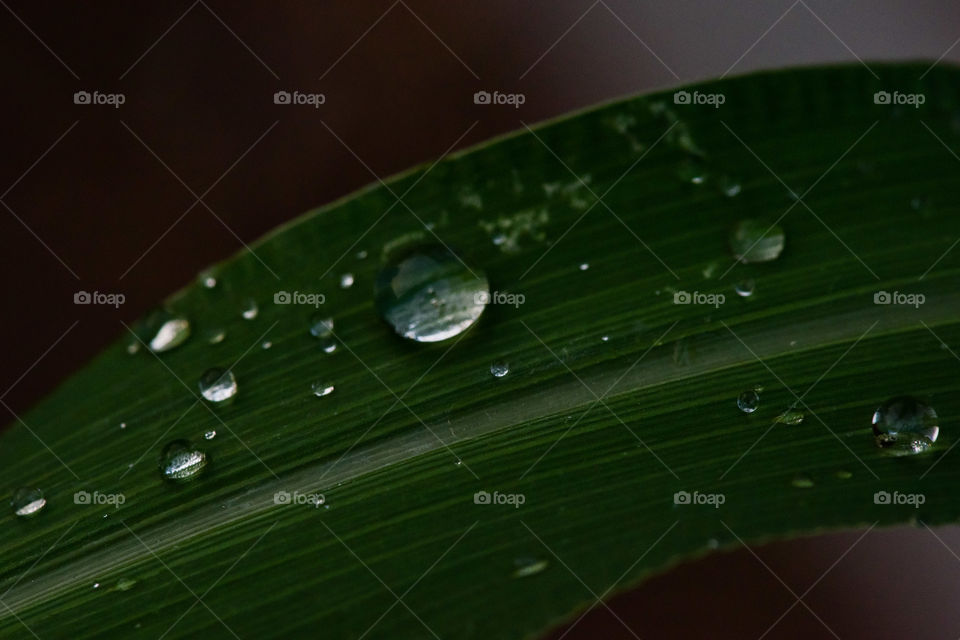 corn leaf after the rain.