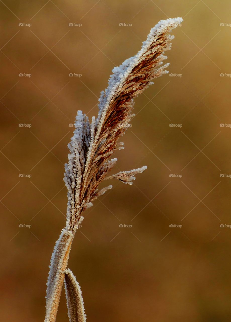 winter flora and fauna by the lake. frozen on a winters morning