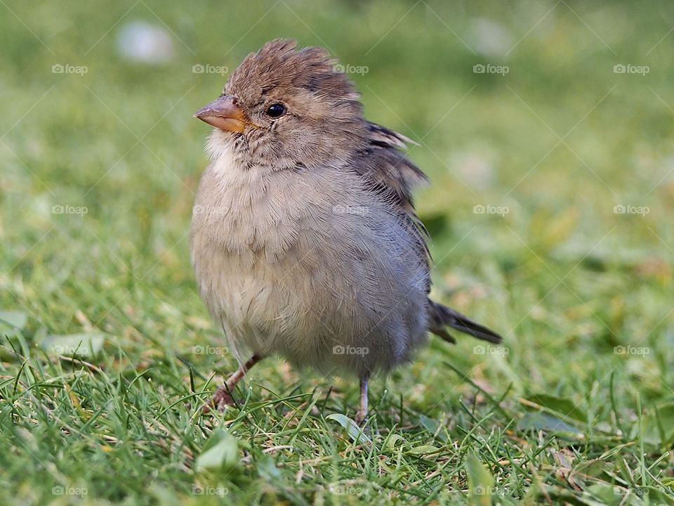 Sparrow