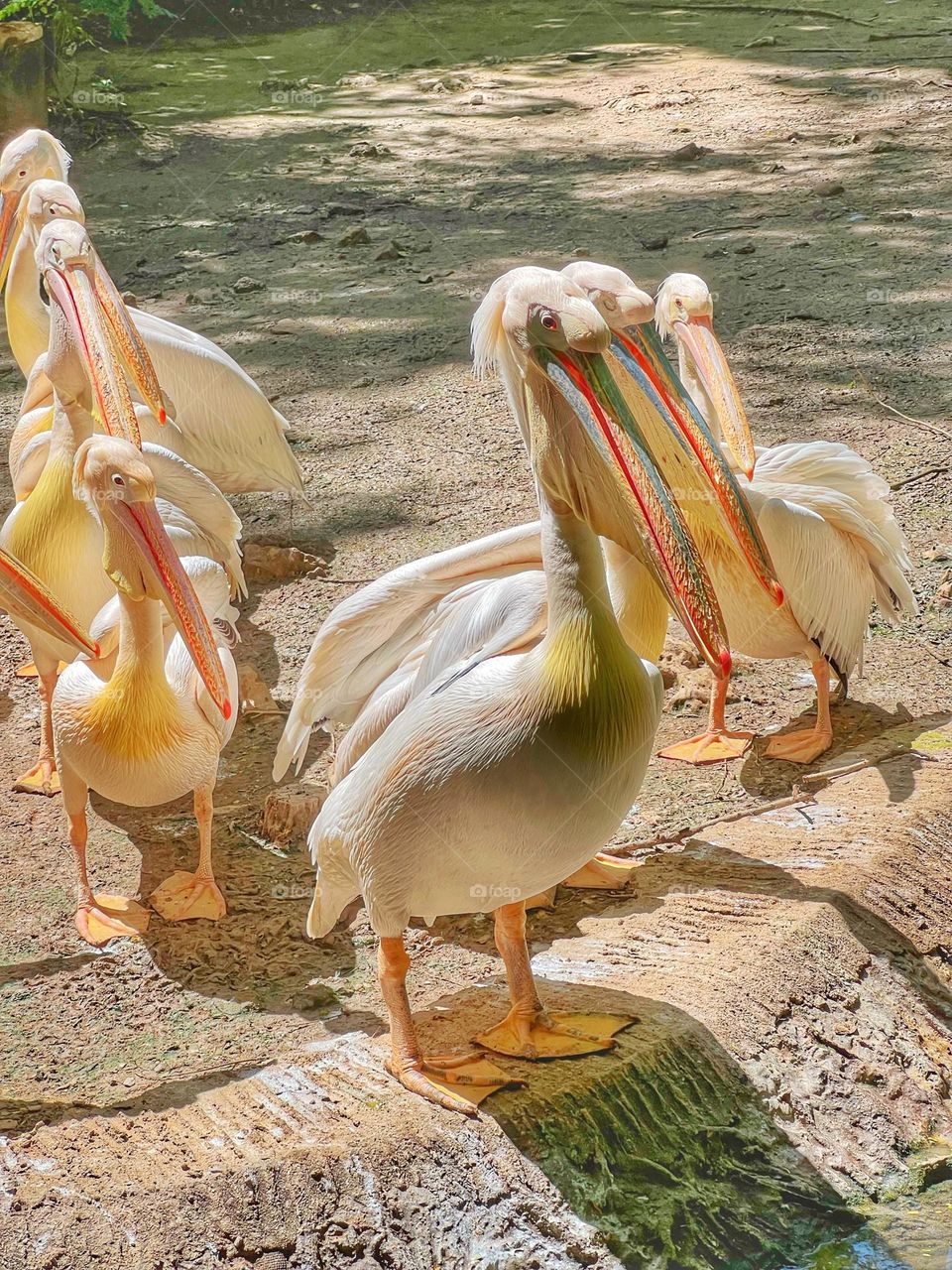 Squadron of pelicans giving long looks