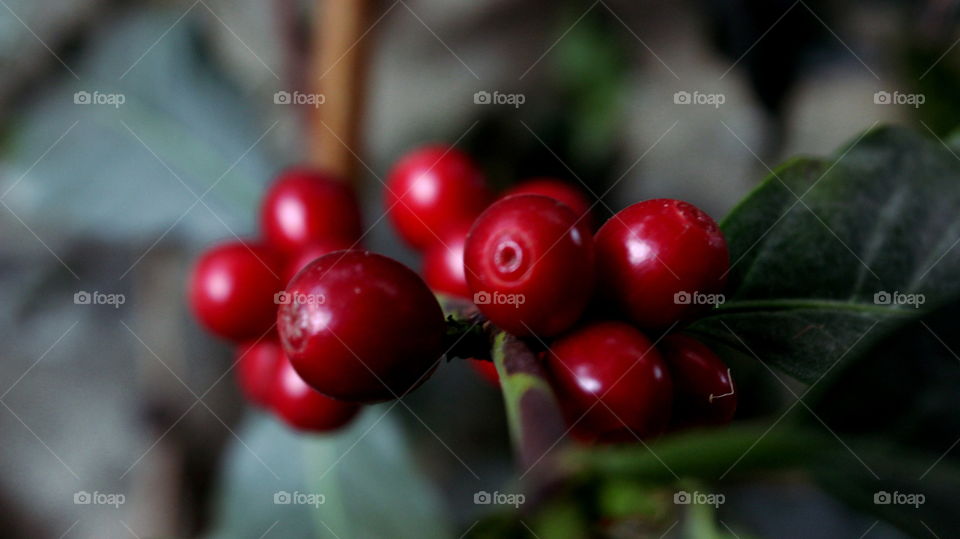 red berries