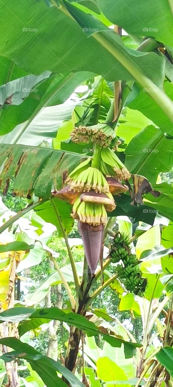 will be the fruit of a banana tree, or the heart of a banana