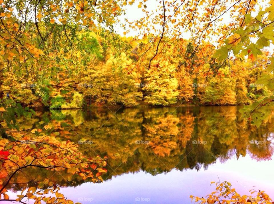 Fall foliage . Fall foliage, Danbury CT