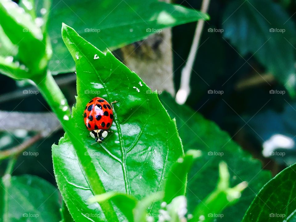 Beetle on green leaf