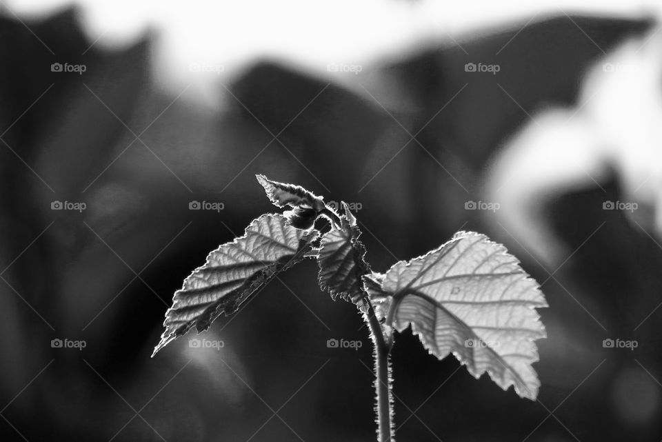 young shoot of a hazelnut black and white 