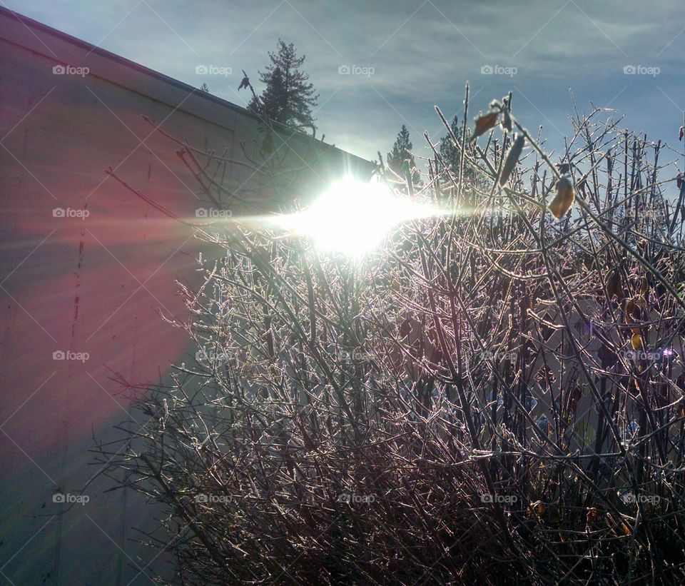 Frosty Spring Morning in Washington