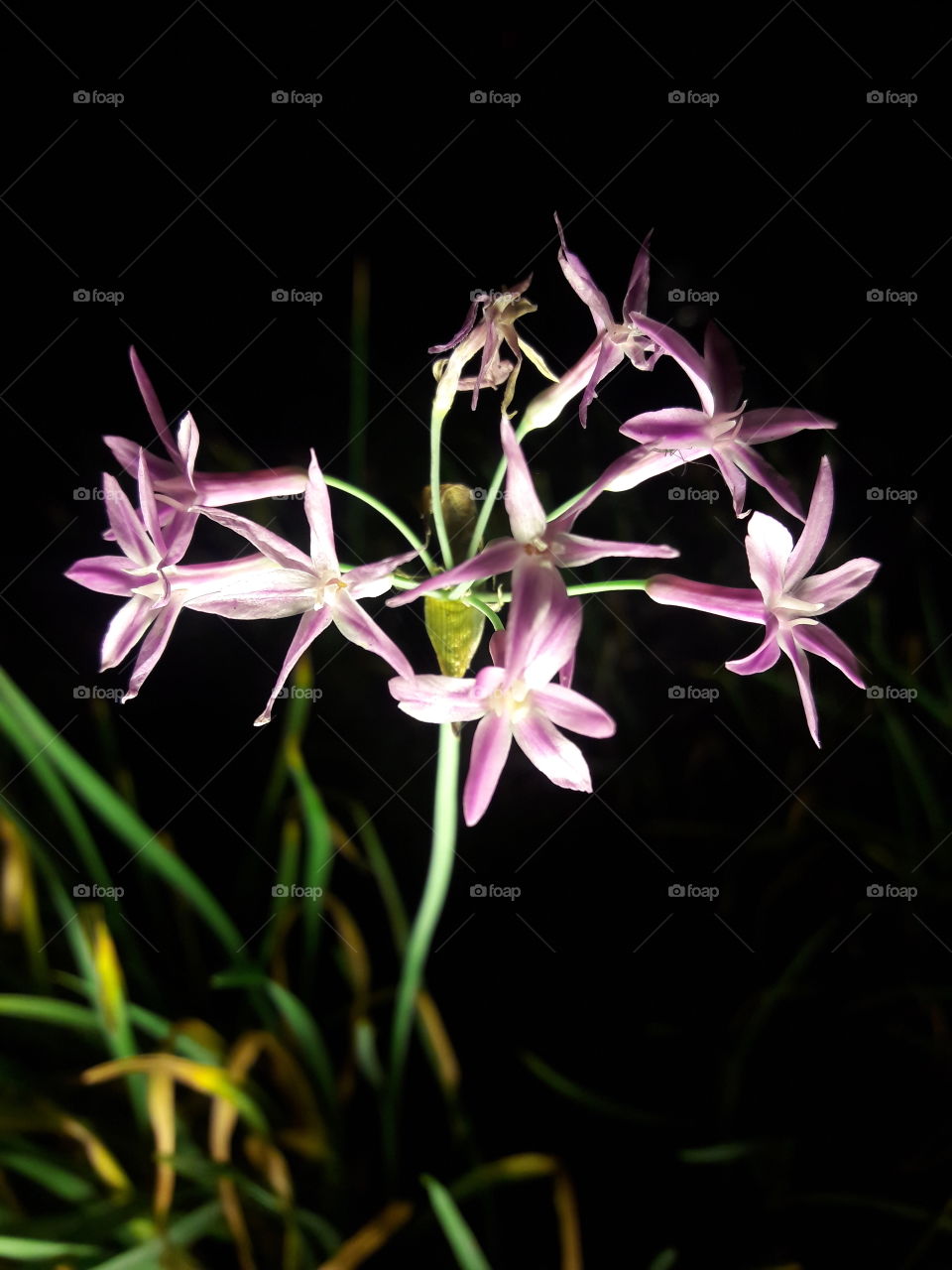 flower at night