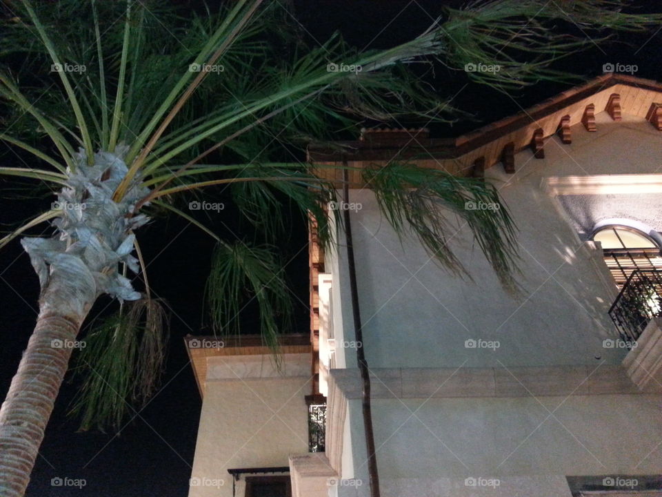 night palm