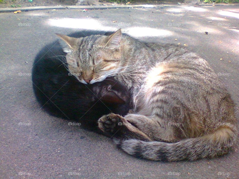 cats hugs in cold weather 