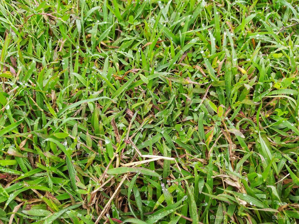Fresh green grass with traces of raindrops
