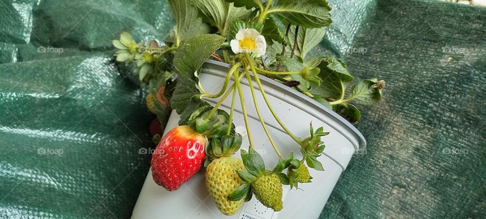 strawberry plant with all developments phases