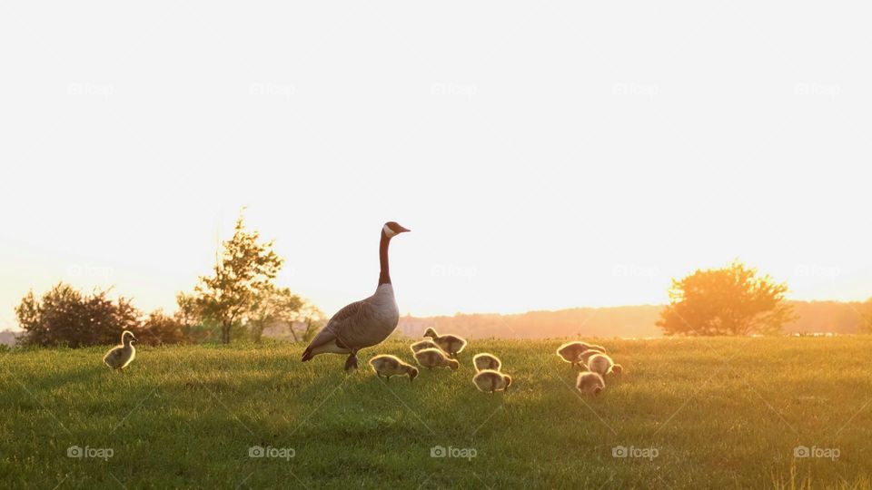 mother goose watching over goslings