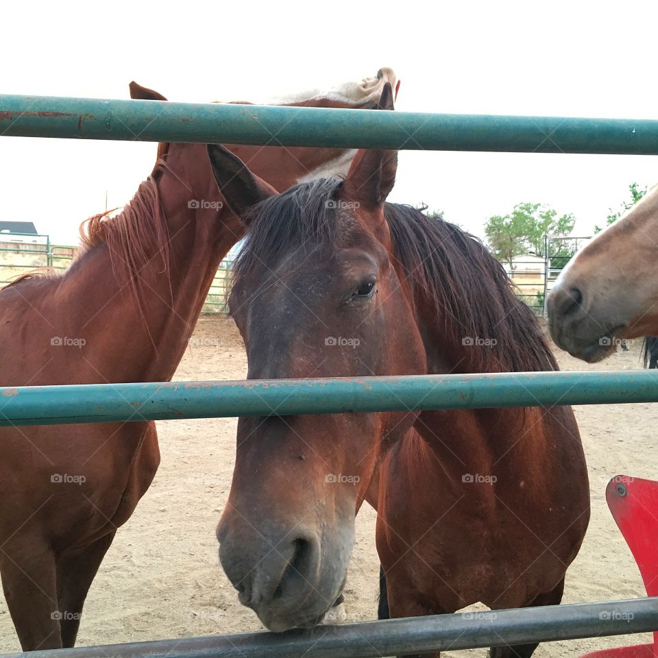 Horses in corral on ranch 