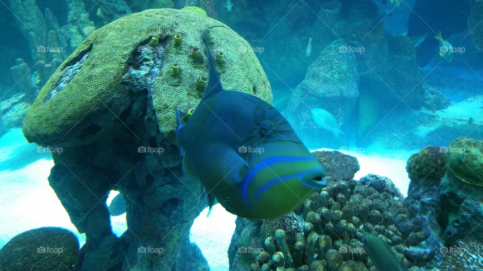 Fish in New England Aquarium