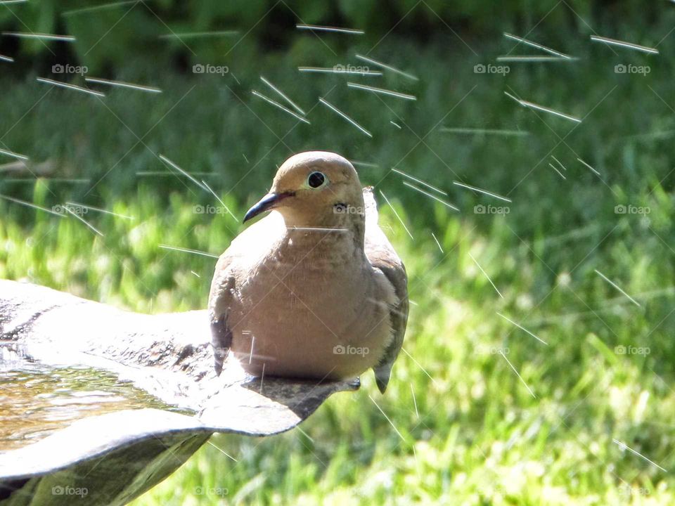beautiful dove sunbathing on the bird bath with the sprinklers on