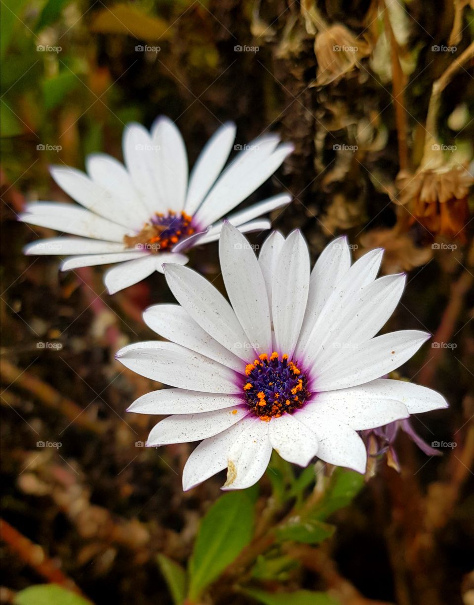 Hello
Please like my pictures and follow me
Thank you