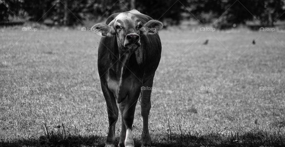 Cow in field