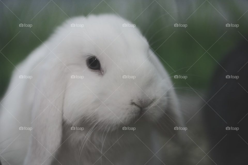A lovely white rabbit with a green background.