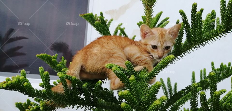 The little kitten is climbing on the top of the tree.
It looks amazing cat.