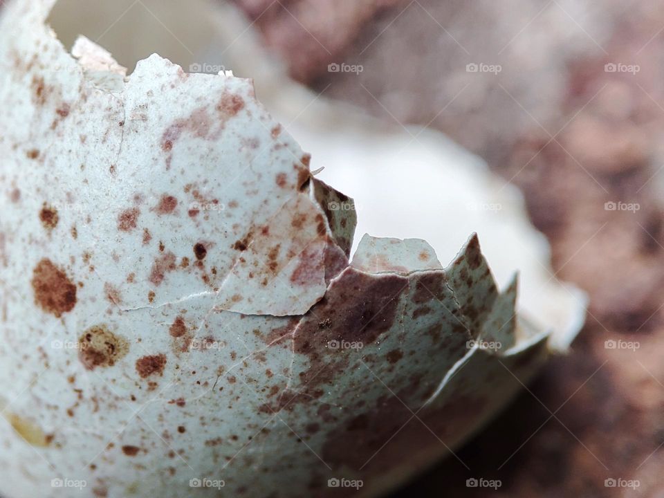 Hatched egg