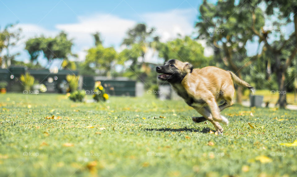 Dog sprint
